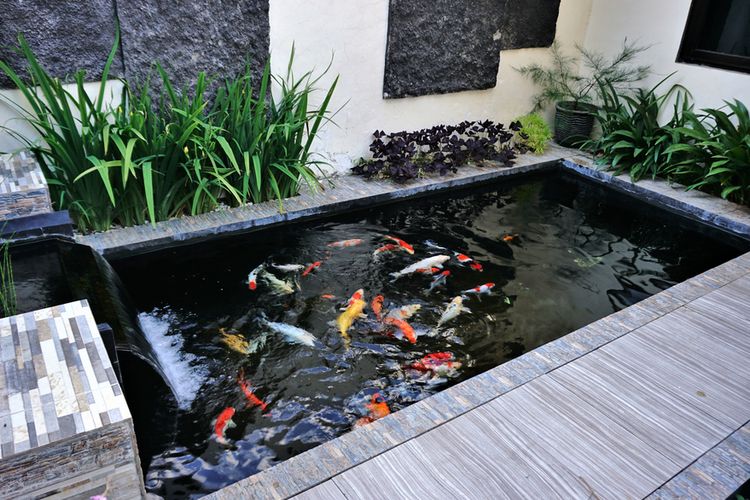 membangun kolam ikan di rumah