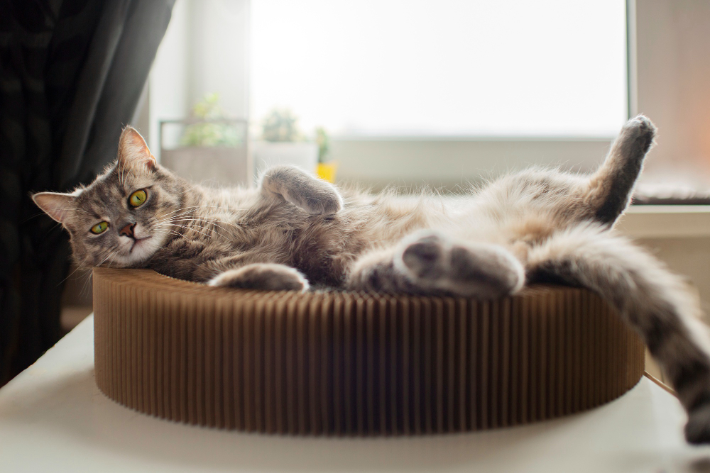 perlengkapan cat room