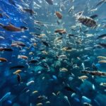 ikan-ikan laut