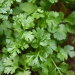 Coriander