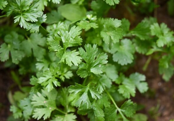 Coriander