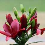 Bunga lily