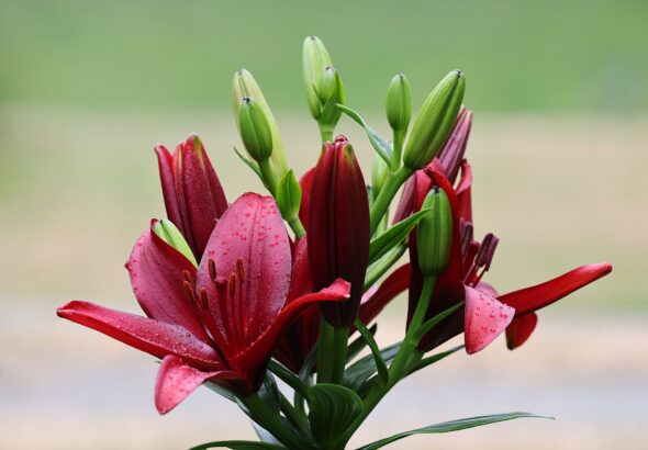 Bunga lily